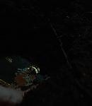 007_28829.jpg